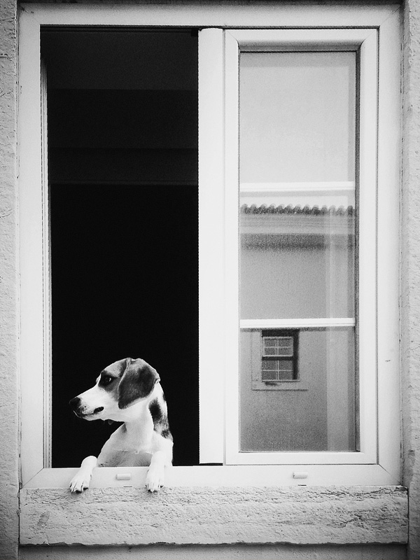 The Angry Beagle