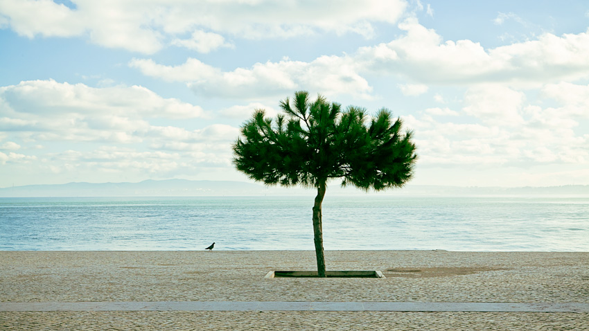 Maritime pines and pigeons