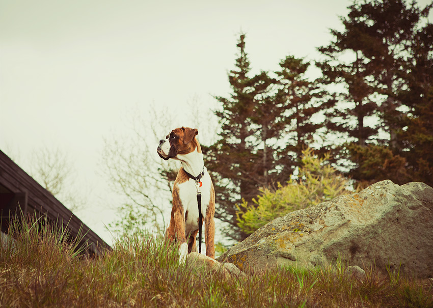 On the lookout