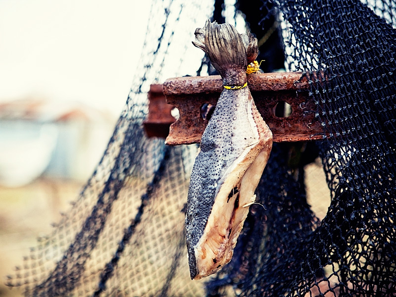 Drying Fish
