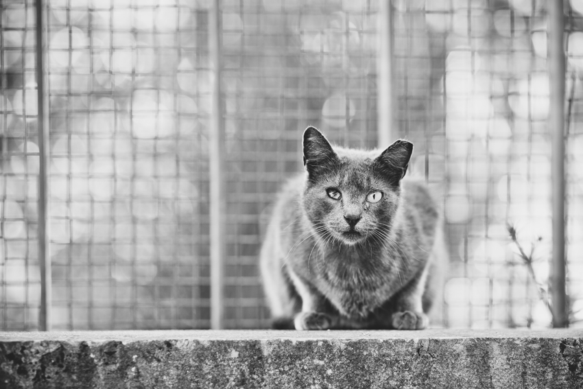 Cats of Lisbon